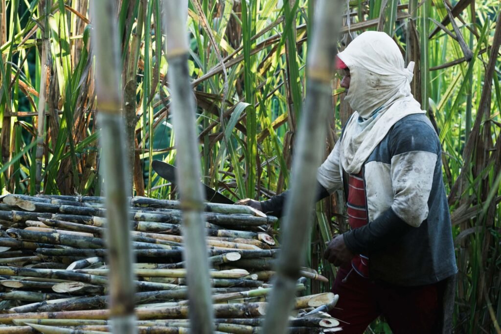 Direitos Essenciais para Ex-Trabalhadores de Usinas de Cana